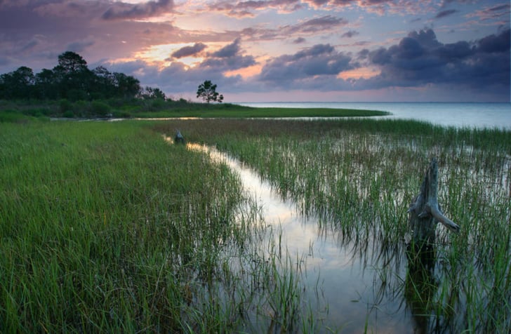 Wetlands-and-Environmental-Survey-768x503